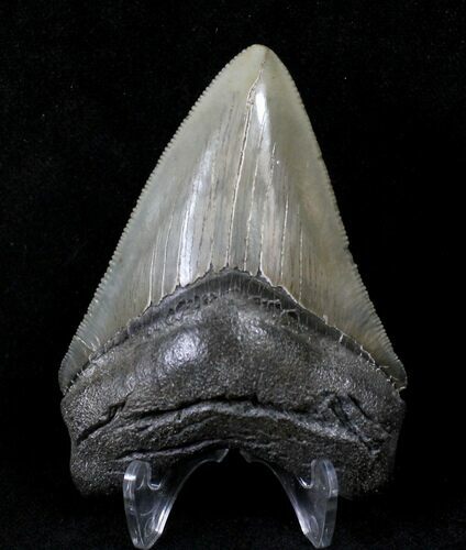 Serrated Megalodon Tooth - Savannah, Georgia #19606